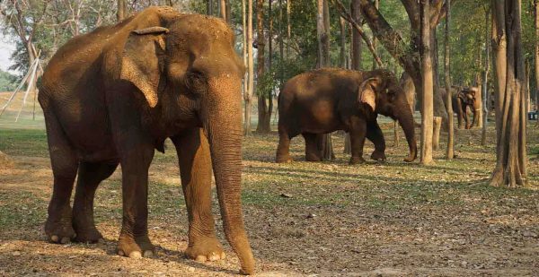 exp_152_main_image Ethical Elephant Sanctuary - Image 1