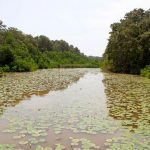 Salamanca Island Park & El Torno Swamp