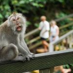 Bali Monkey Forest Tour