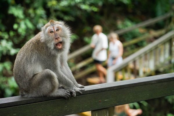 exp_150_main_image Bali Monkey Forest Tour - Image 1